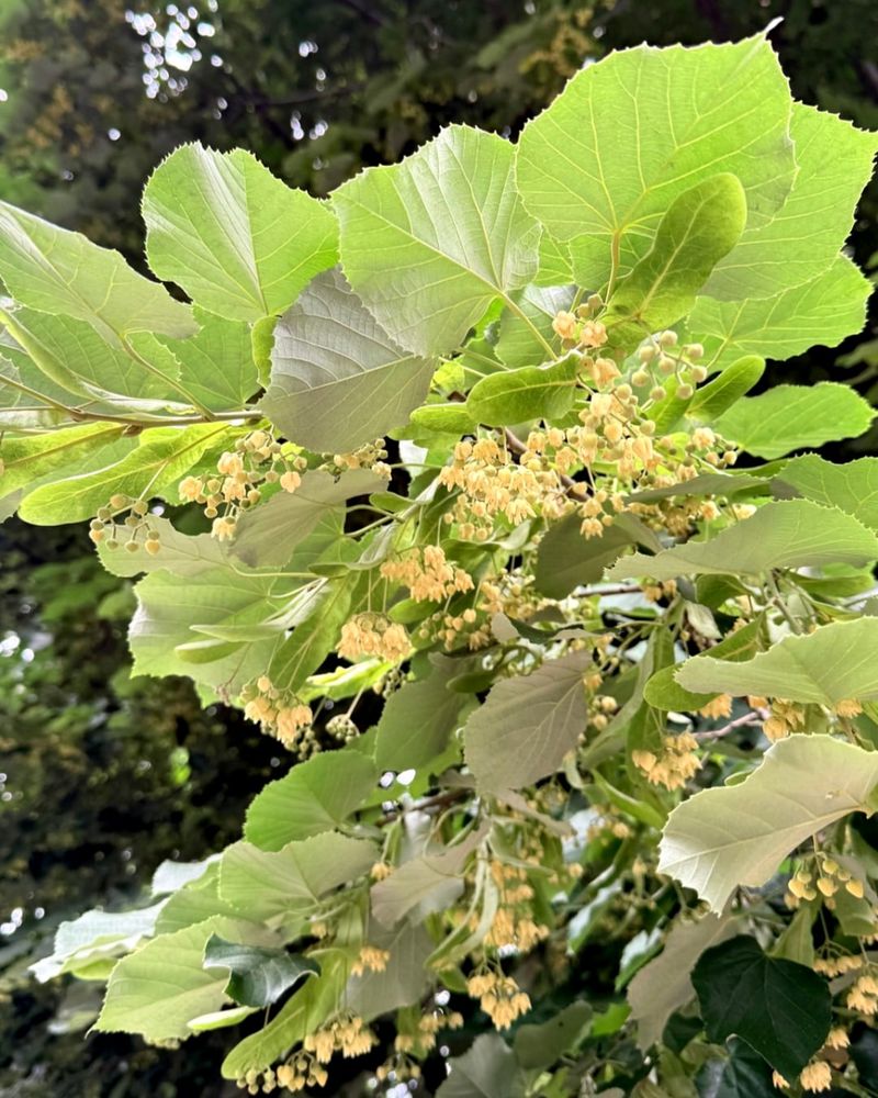 Clustered Growth Patterns Create Pollinator Highways