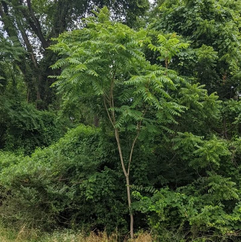 Tree Of Heaven