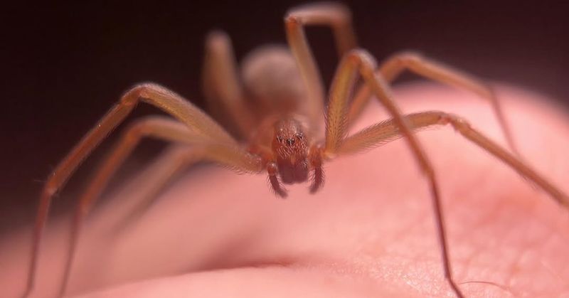 Arizona Brown Spider