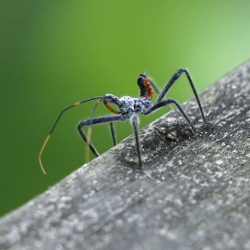 Wheel Bugs On Tomato Plants