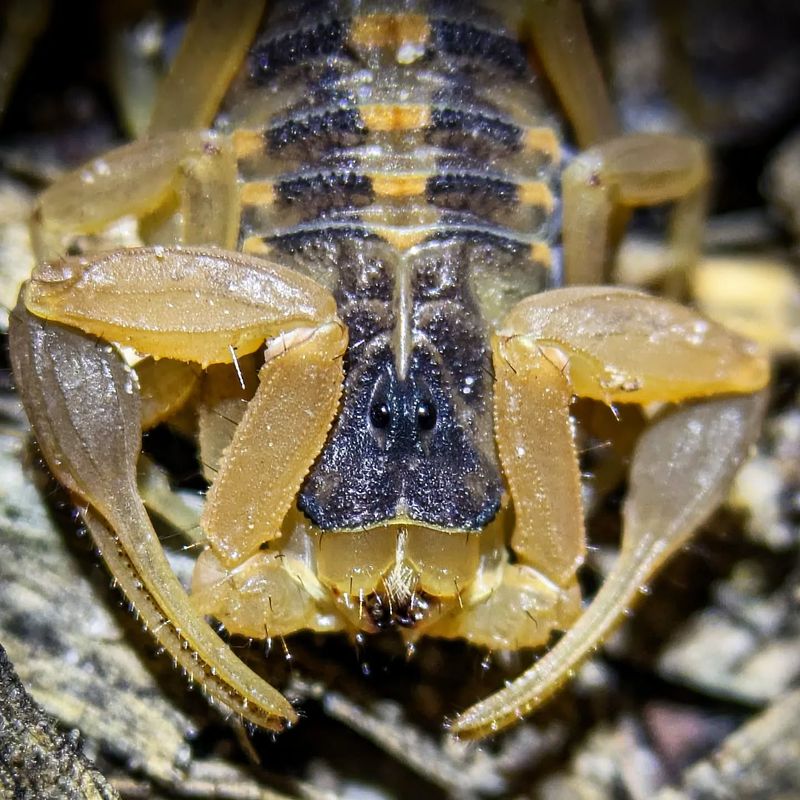 Striped Bark Scorpion