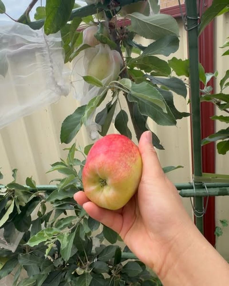 Start With The Lowest Hanging Fruit First