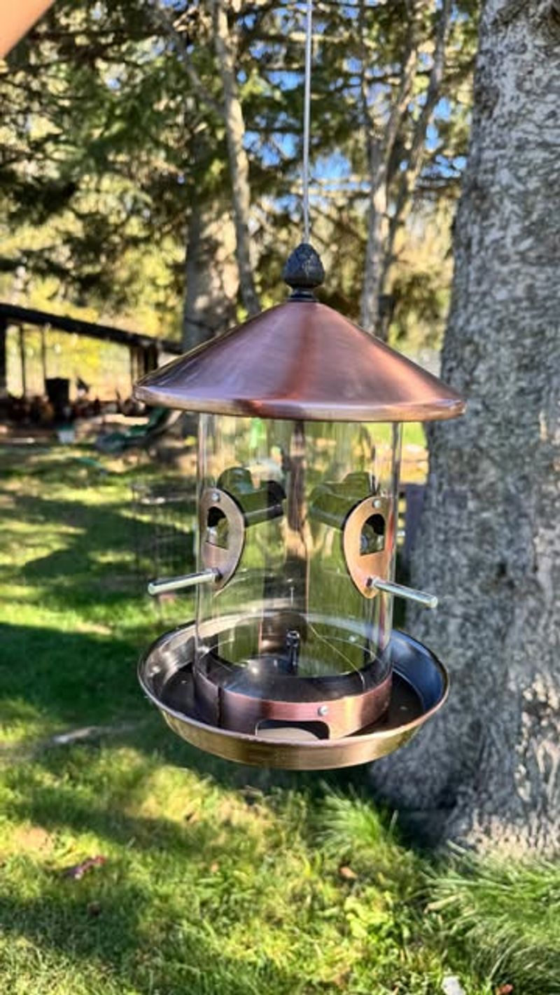 You Haven't Seen A Hummingbird In Two Weeks