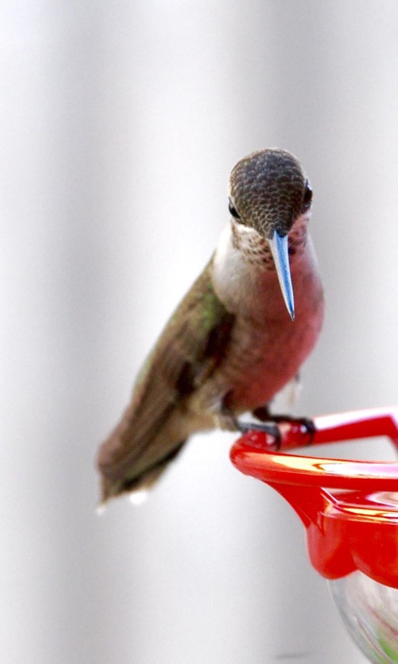 You Haven't Seen Hummingbirds In Two Weeks