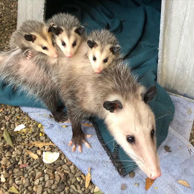 Mother Possums With Babies Need Special Care