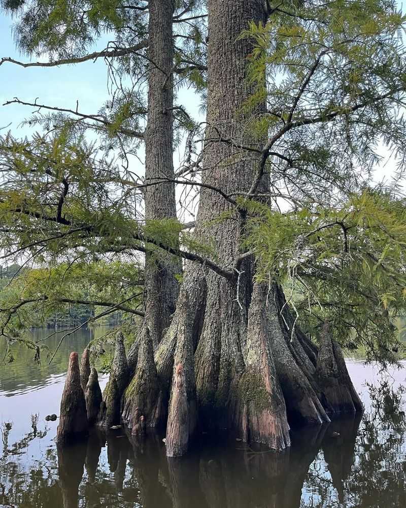 Bald Cypress In Wetlands