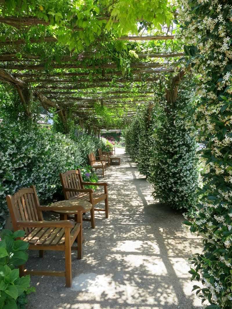Cedar Pergola with Climbing Jasmine