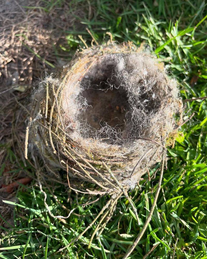 Fallen Bird Nests