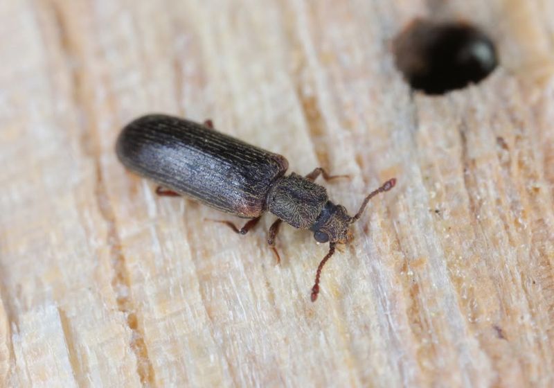 Powderpost Beetles
