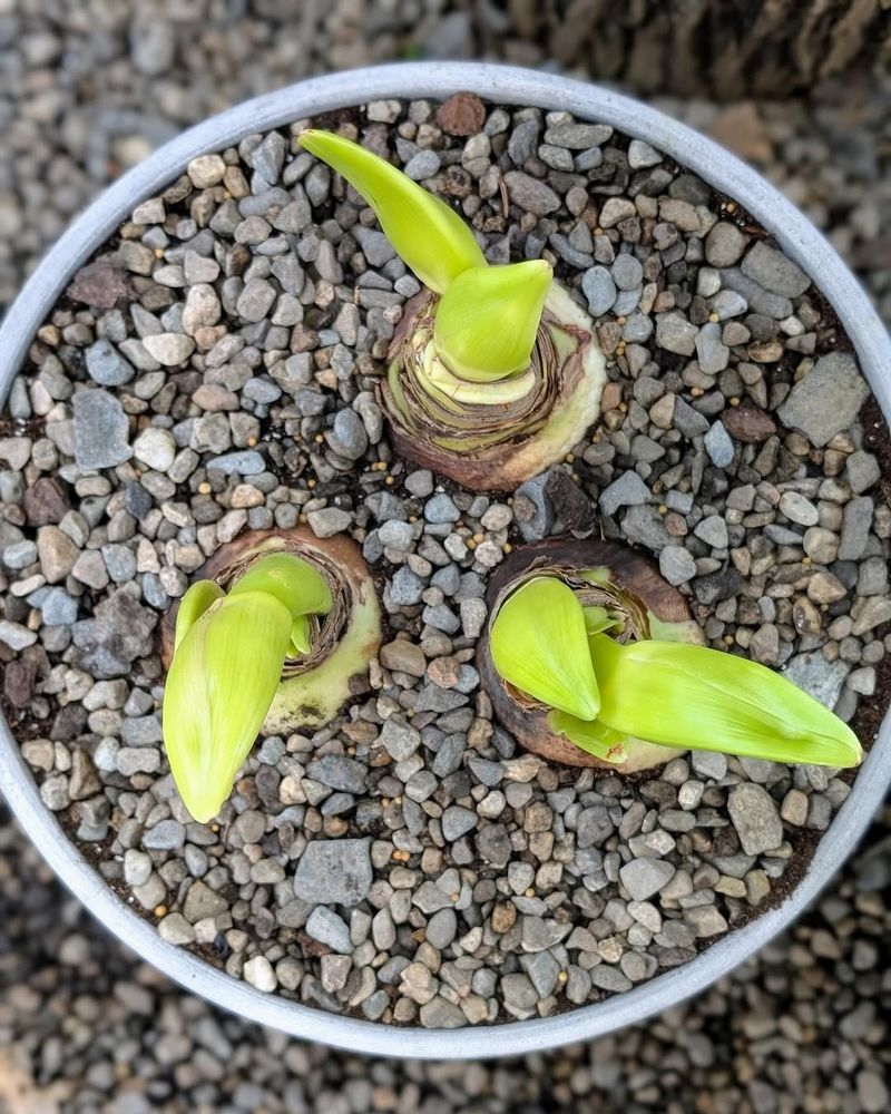 Examine Your Bulbs' Condition