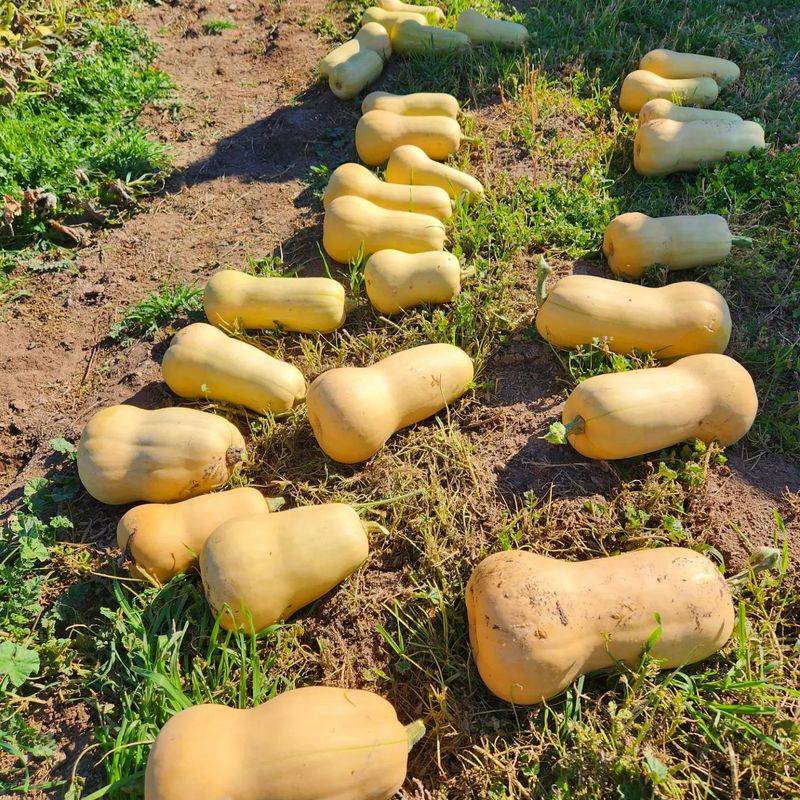 Harvest Before The First Frost