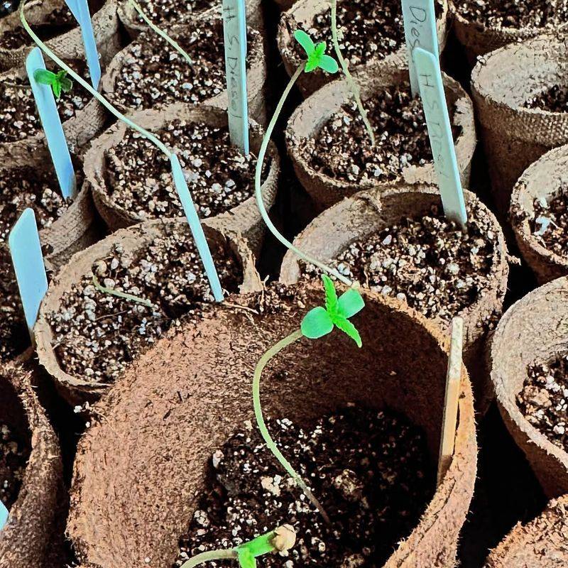 Timing Matters: Plant Six Weeks Before The Ground Freezes