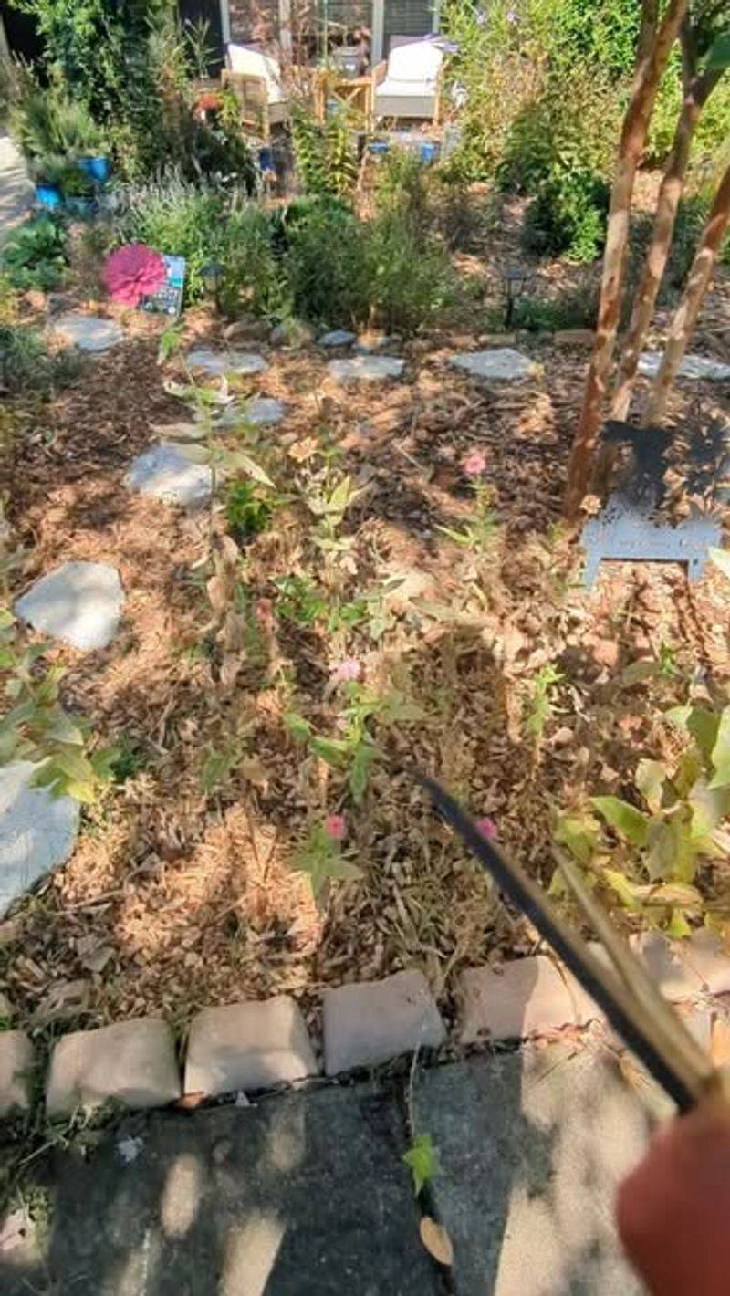 Clear Away Dead Plant Material