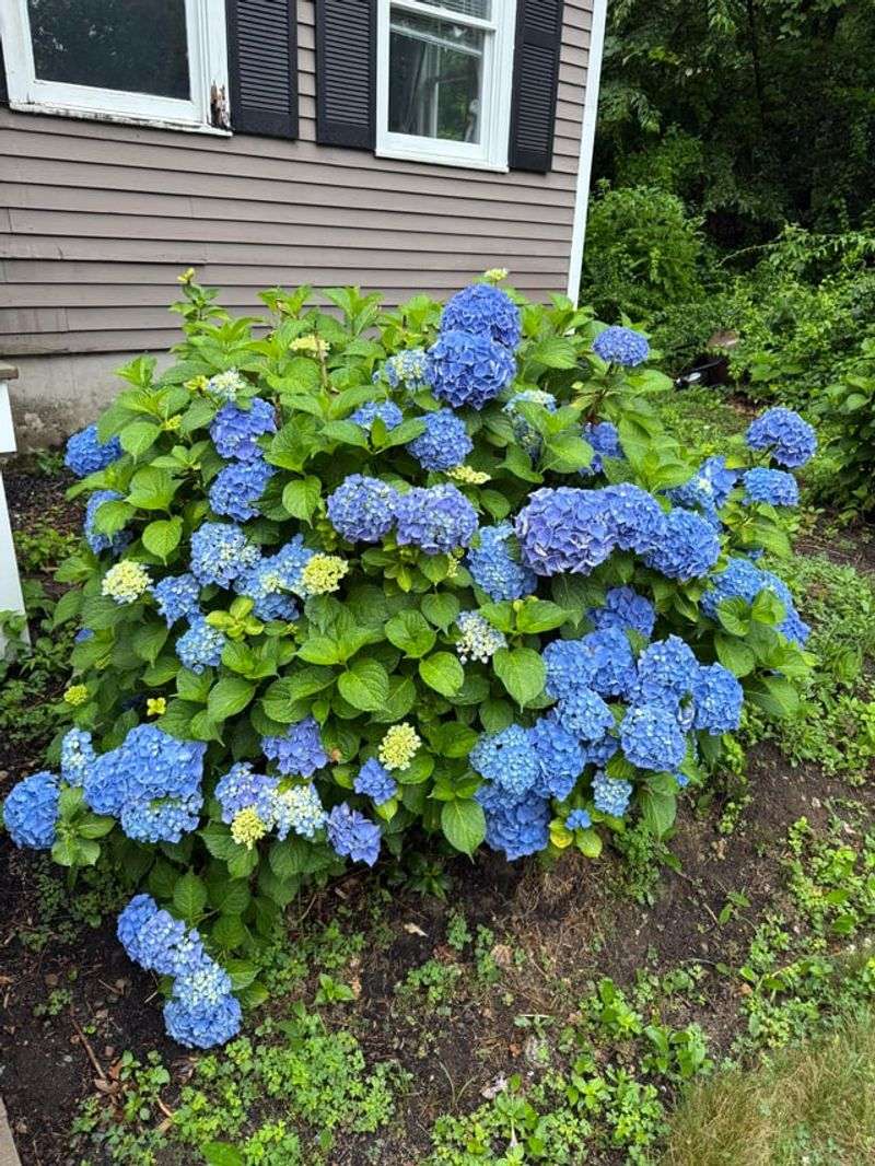 Mulch Around Plants Before Summer Heat
