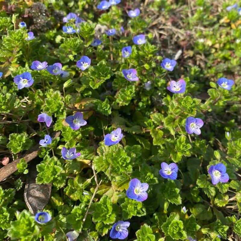 Corn Speedwell
