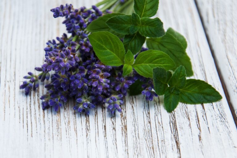 Lavender and mint on a old wooden table