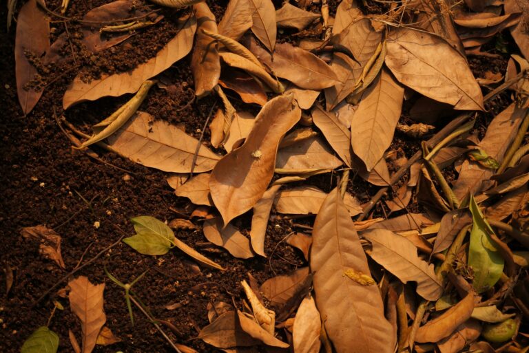 dry leaves