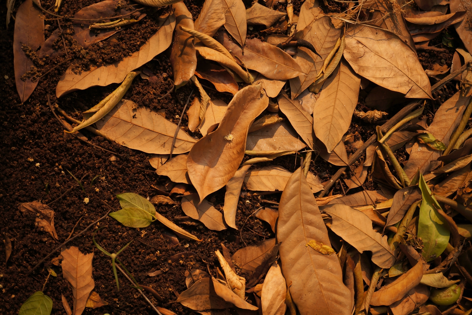 Texas Homeowners Are Rethinking Bagging Leaves And Throwing Them Away