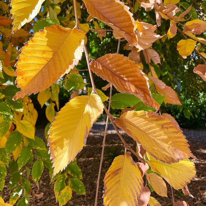 American Elm