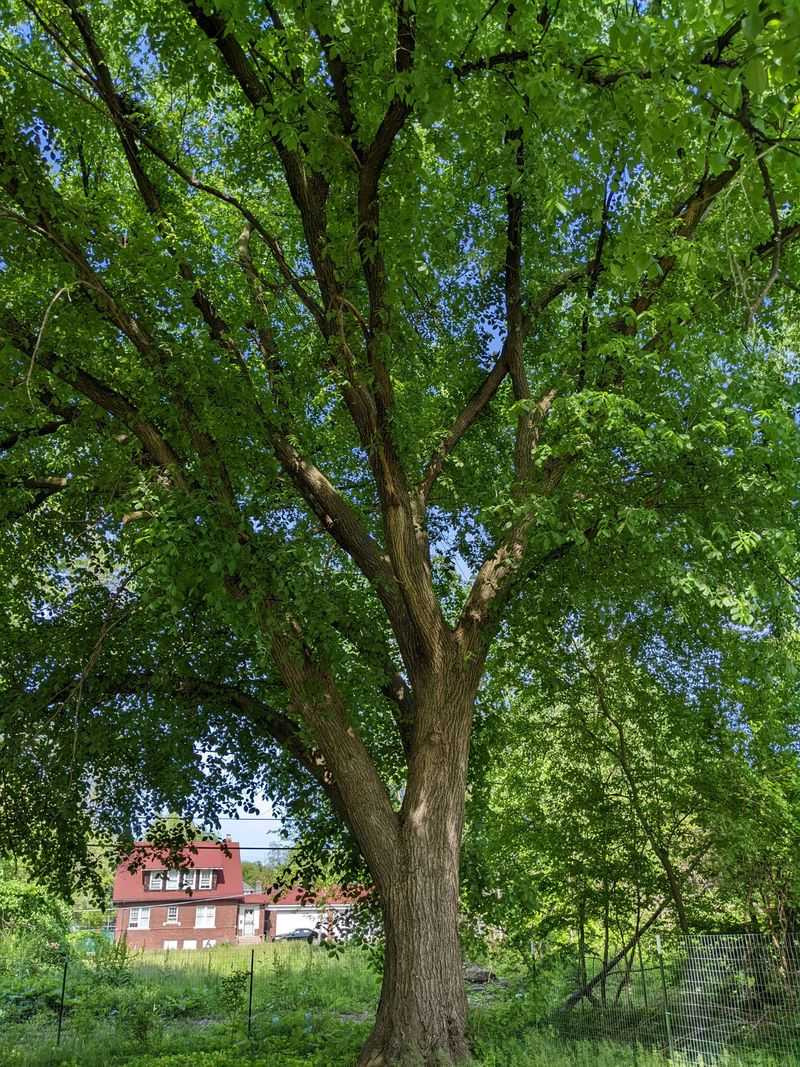 American Elm
