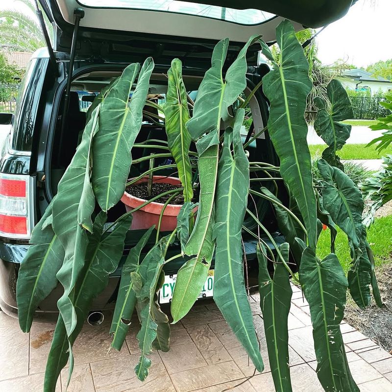 Philodendron Spiritus Sancti