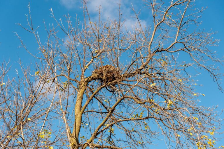 Large empty bird or squirrel nest in bare trees in fall