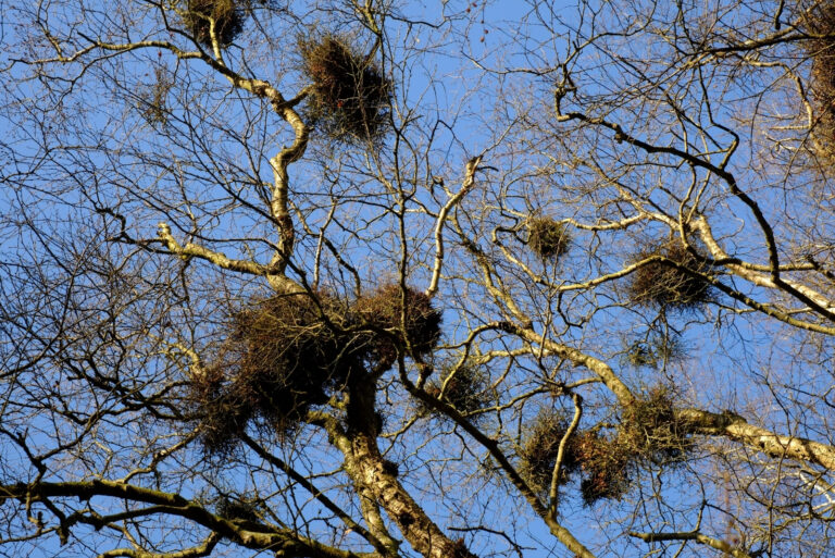 tree (featured image)