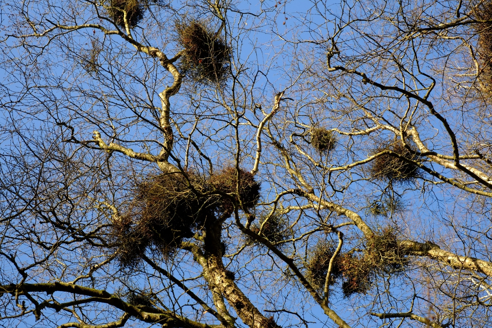 That Mysterious Ball Of Leaves In Your Virginia Tree Isn’t A Bird Nest