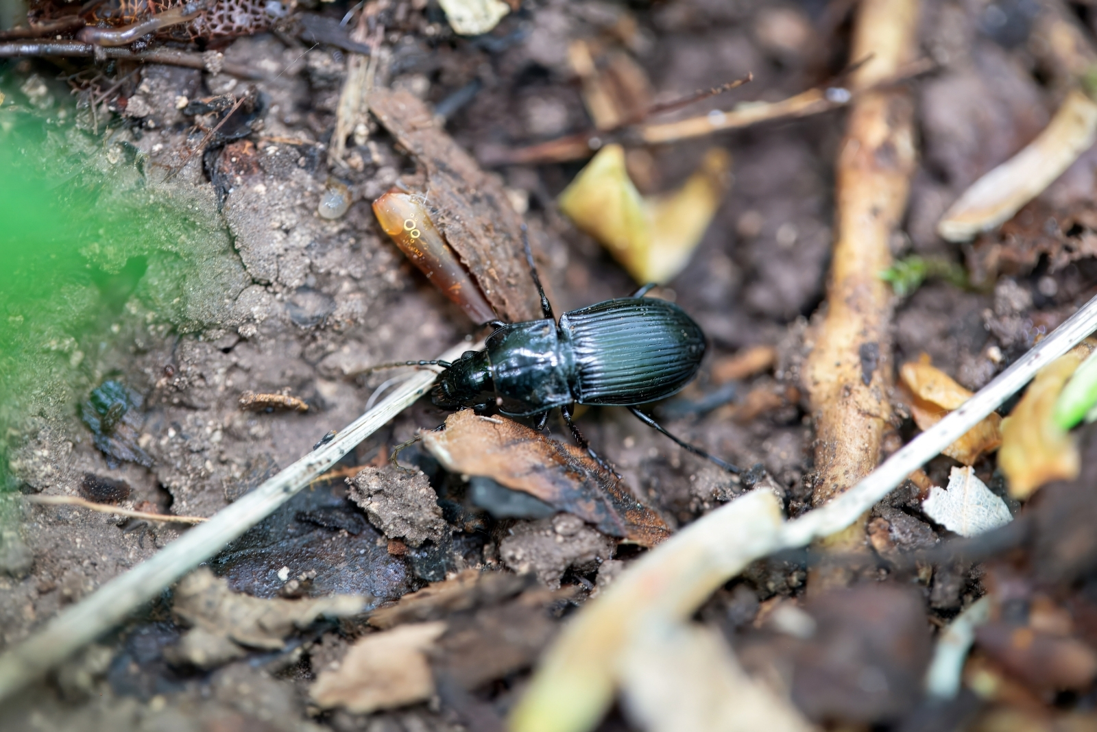 The Beneficial Insect That Controls Slugs In California Gardens