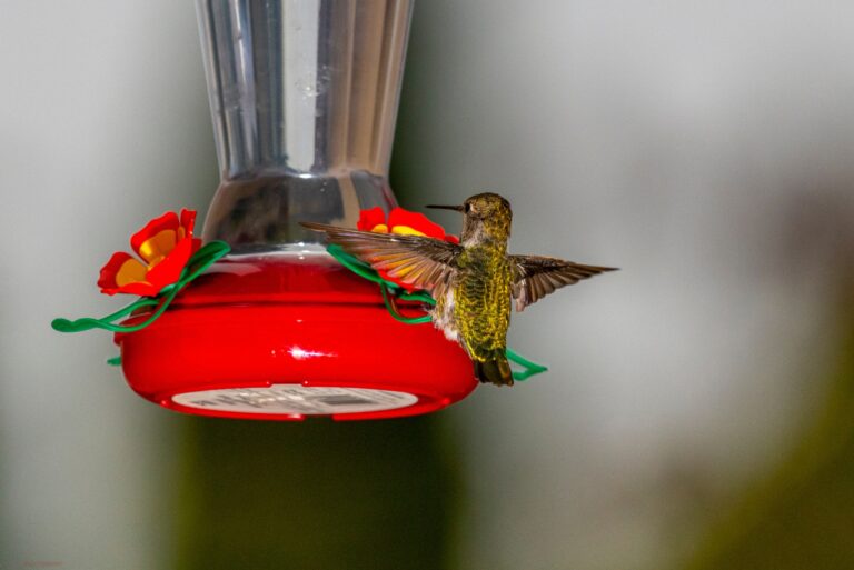 hummingbird feeder