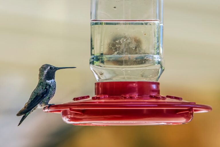 hummingbird on a feeder