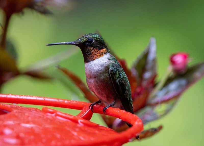 Ruby-Throated Hummingbirds Migrate Through Tennessee In Fall
