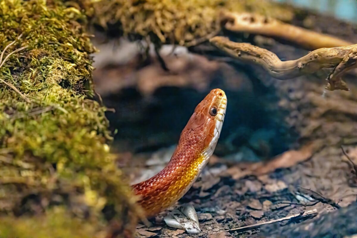 The Hack Georgia The Cinnamon Hack Georgians Use To Repel Snakes From Their Yards