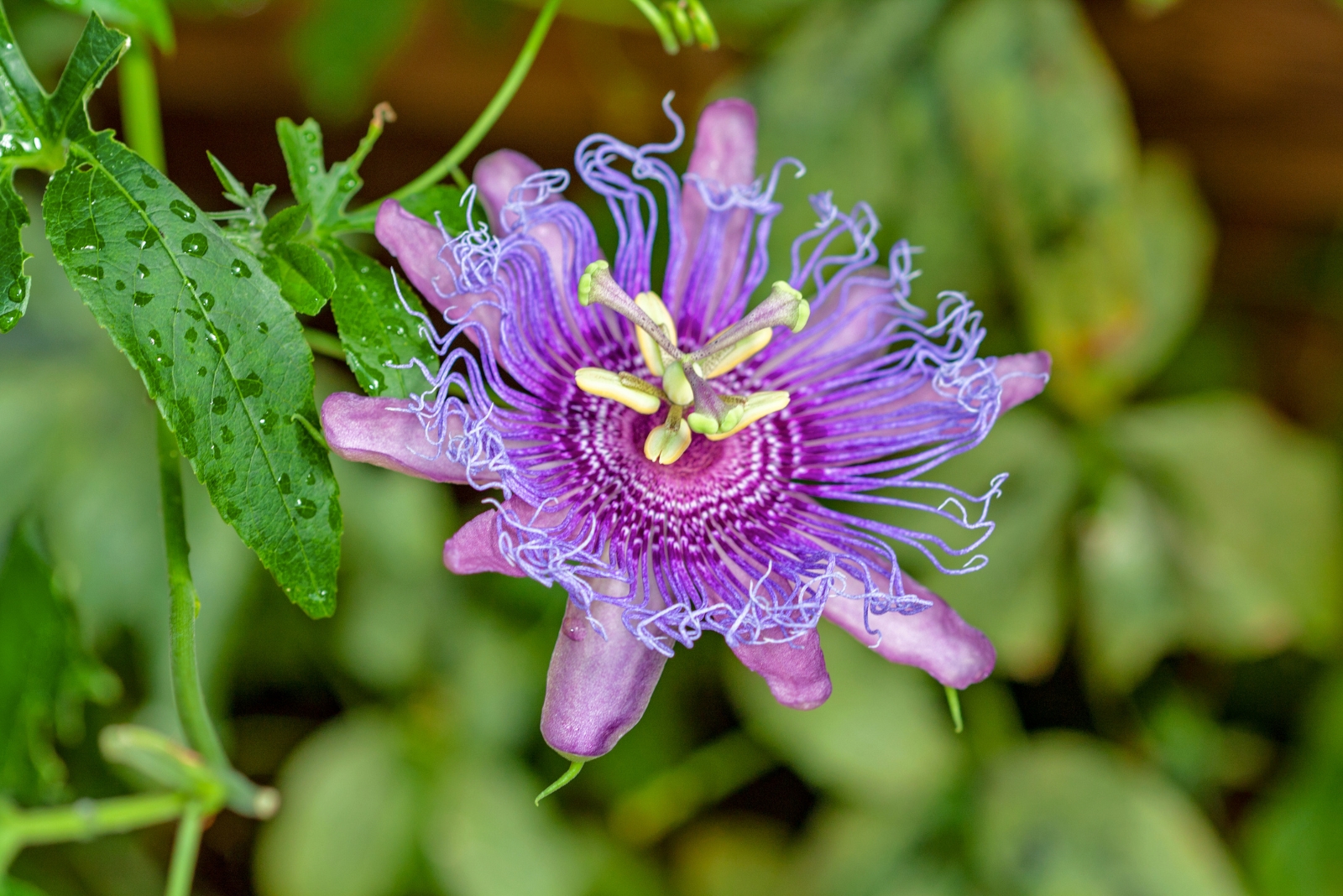 The Climbing Plant That’ll Cover Your Tennessee Fence In Purple Flowers