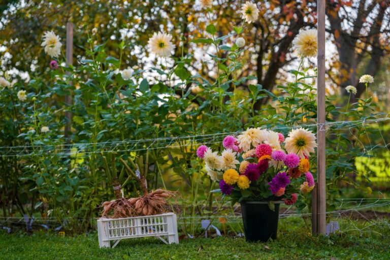 Bucket full of freshly cut dahlia blooms. Lifted and washed dahlia tubers drying in afternoon autumn sun before winter storage