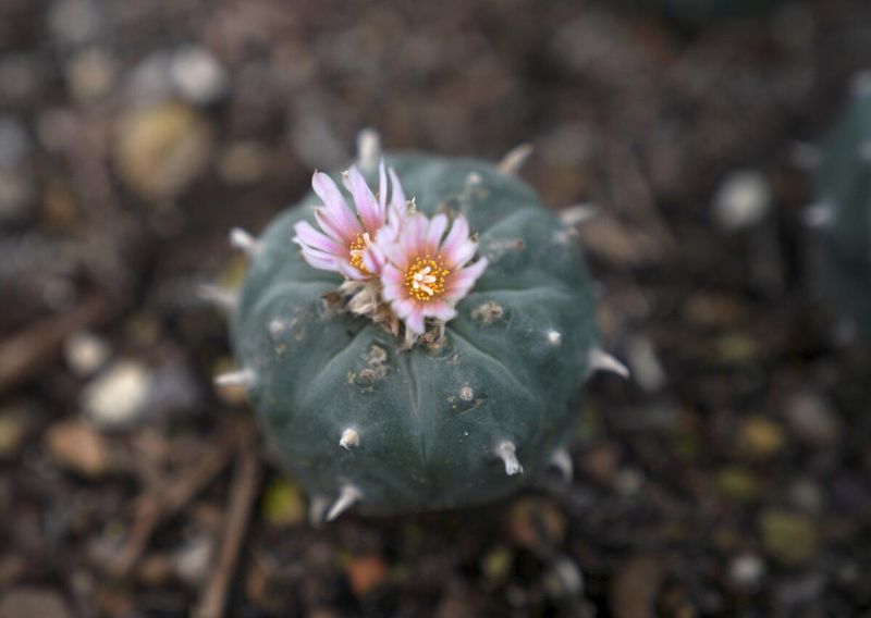 Peyote's Problematic Profile