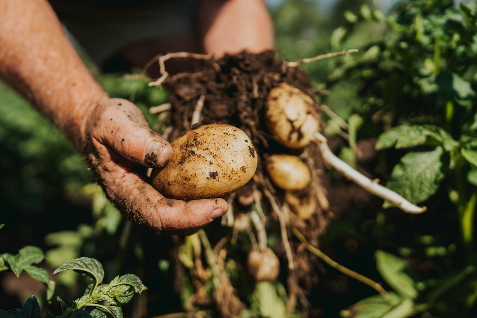 The Easiest Way To Get A Huge Potato Harvest In Idaho