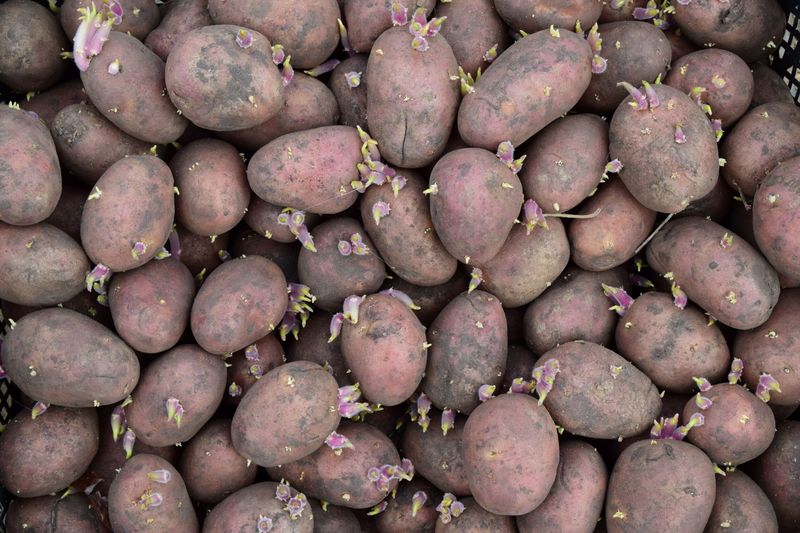 Start With Certified Seed Potatoes