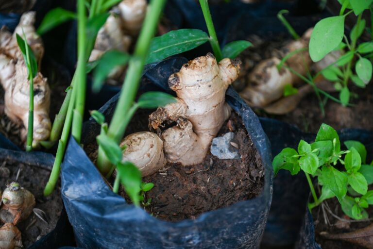 Ginger root on ground pot