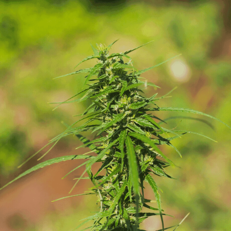 Cannabis Confusion