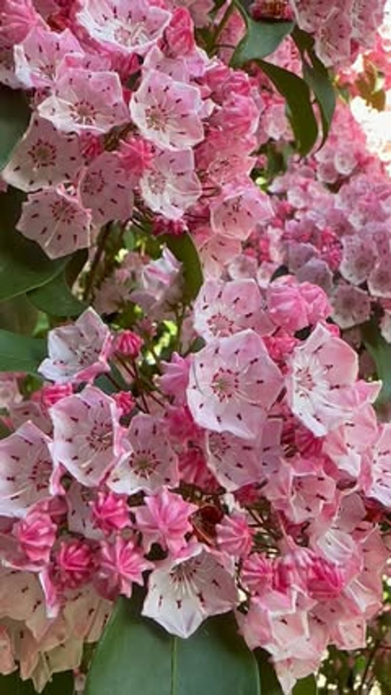 State Flower Status Makes It Extra Special