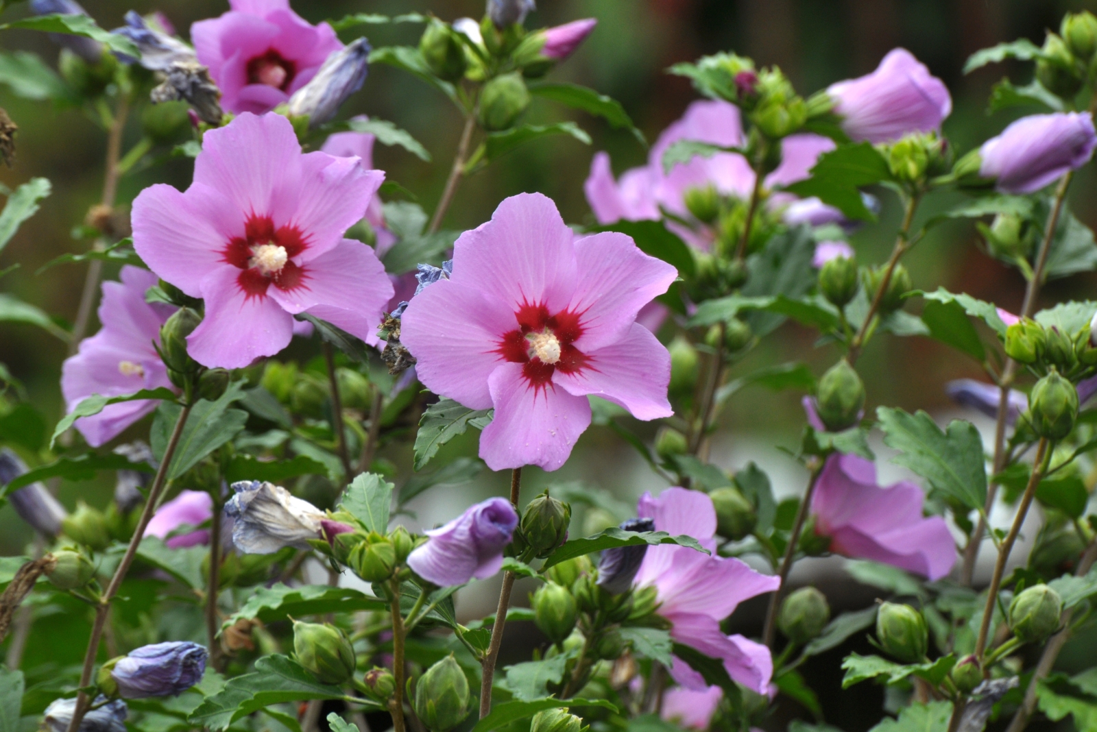 The Hardy Shrub That Turns Heads With Its Pink Blooms In Oklahoma