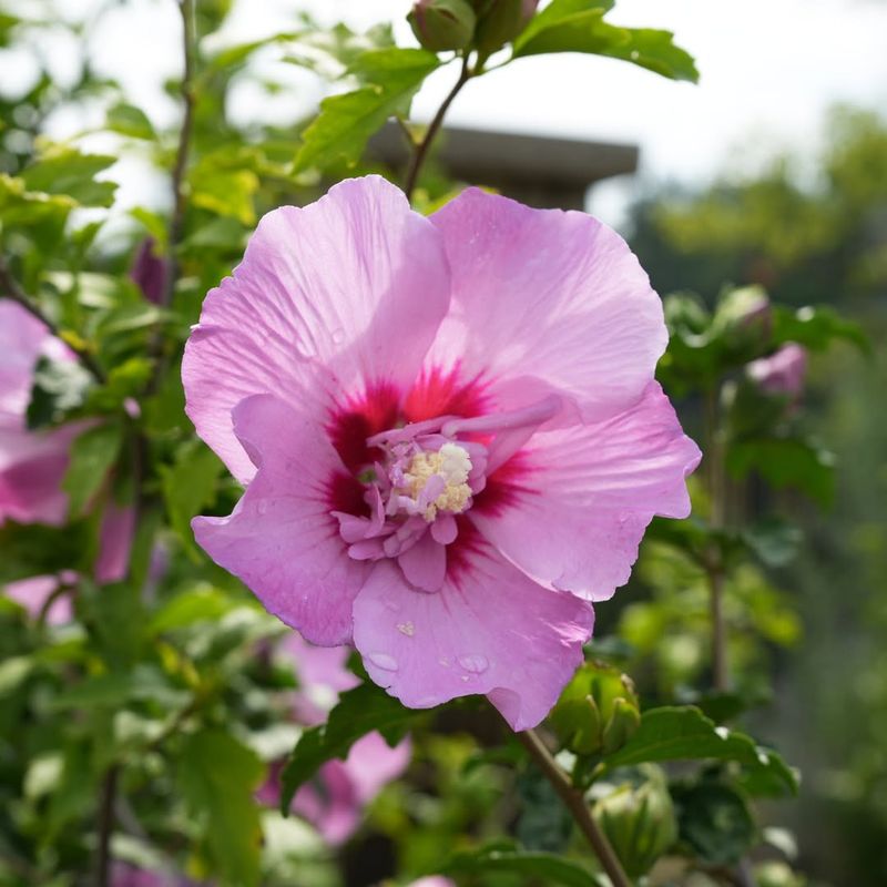 Blooms Last From Summer Through Fall