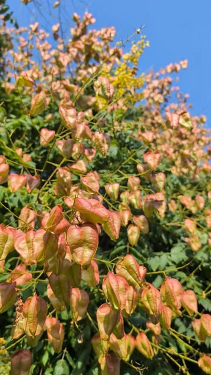 When Shade Comes With A Risk: The Golden Rain Tree