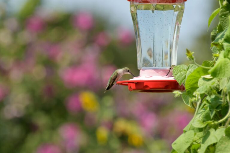 Ruby-throated Hummingbird drinking nectar from a feeder