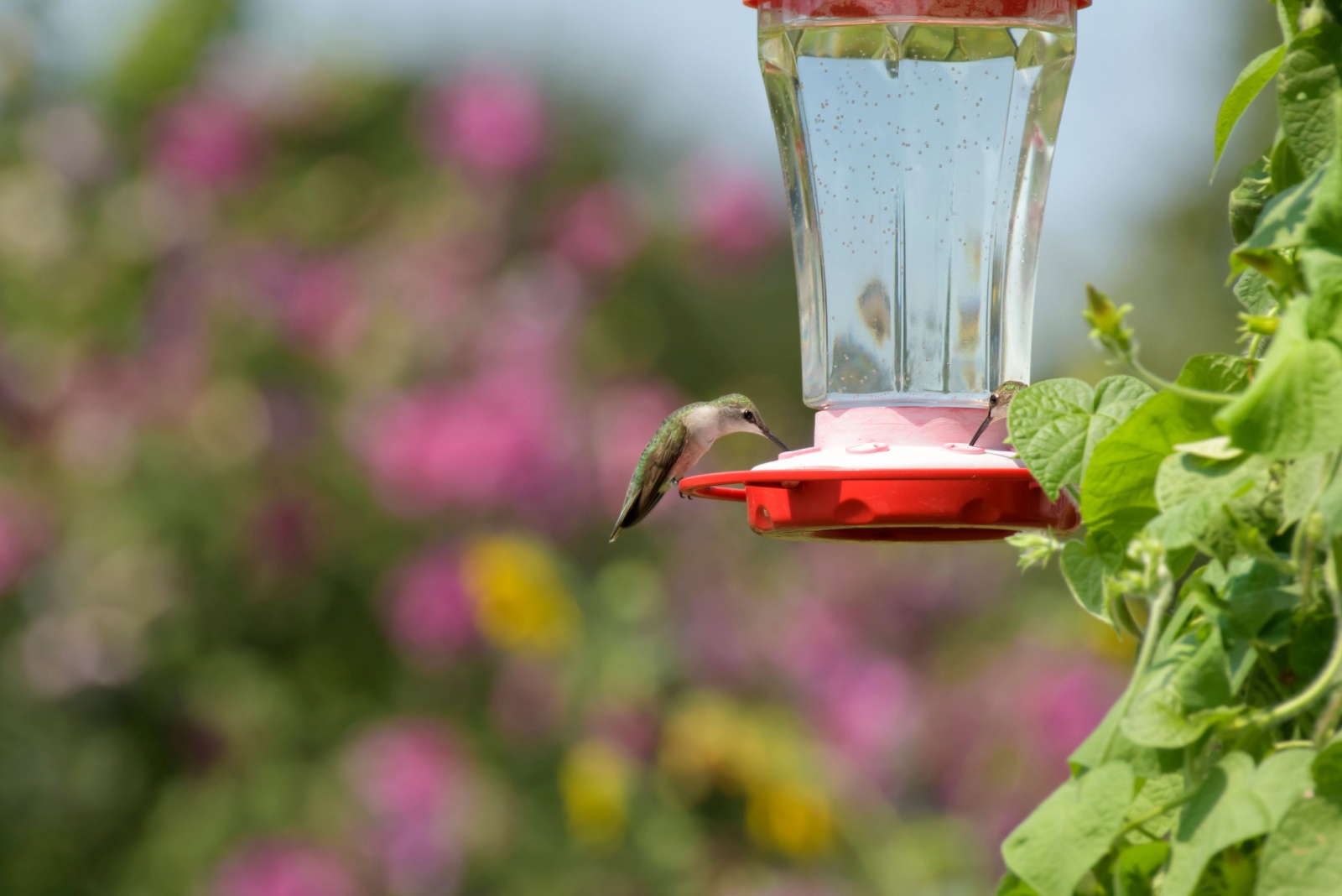 The Ideal Time To Take Down Hummingbird Feeders In Washington