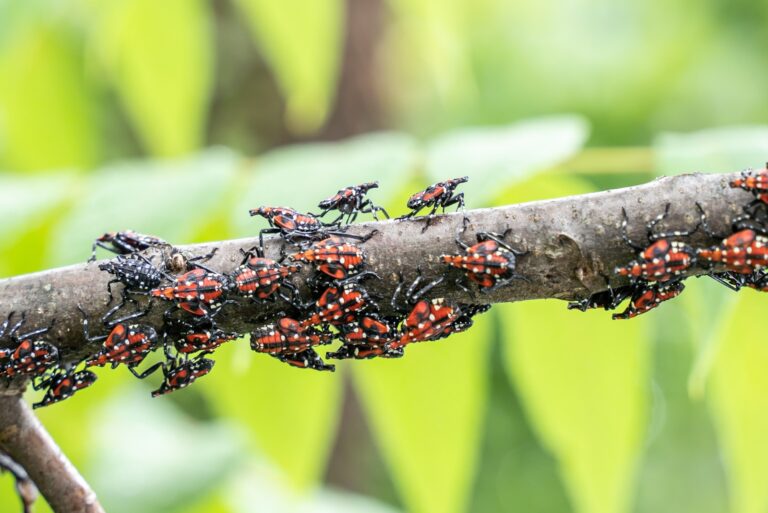 spotted lanternflies