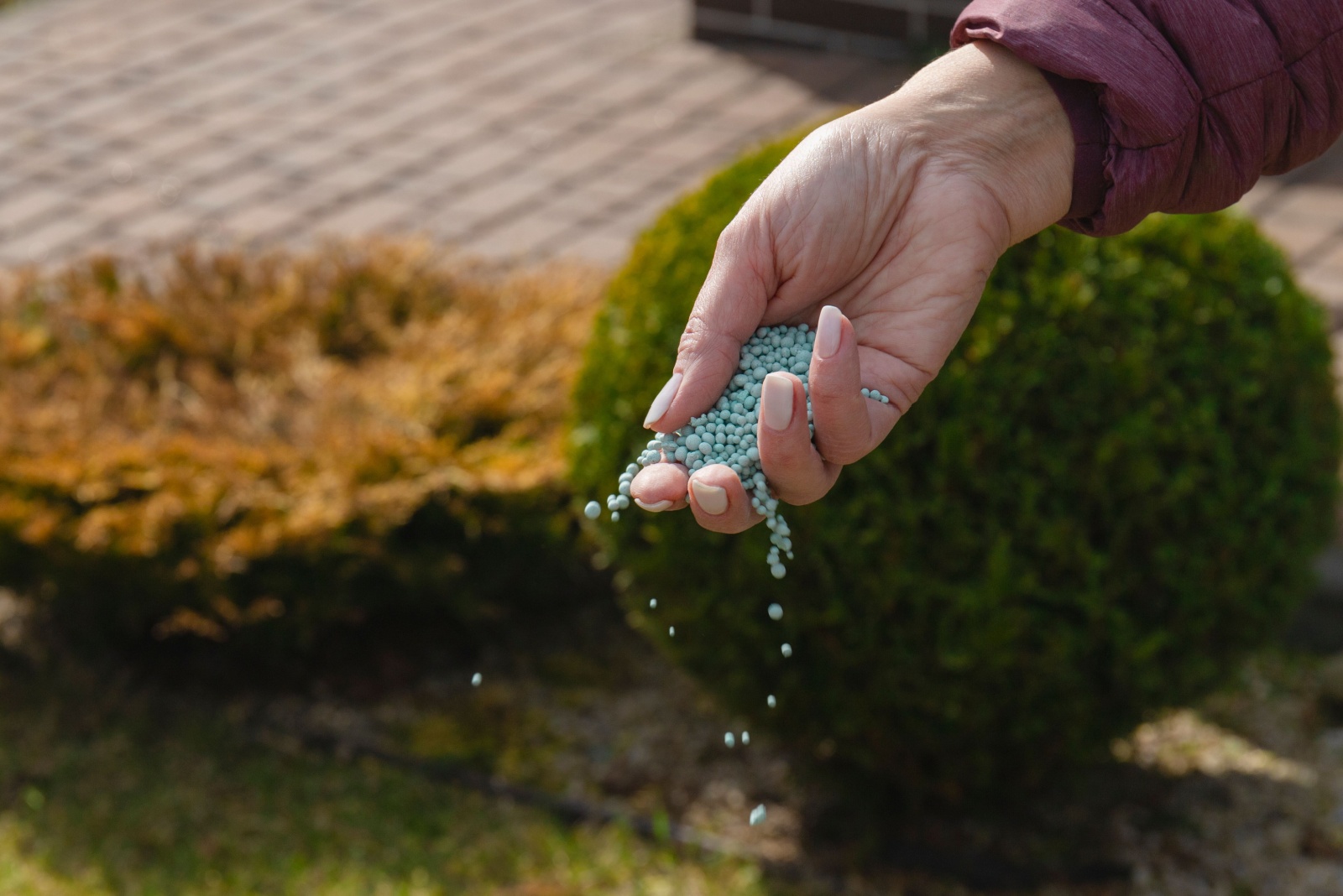 One woman farmer is fertilizing the lawn soil