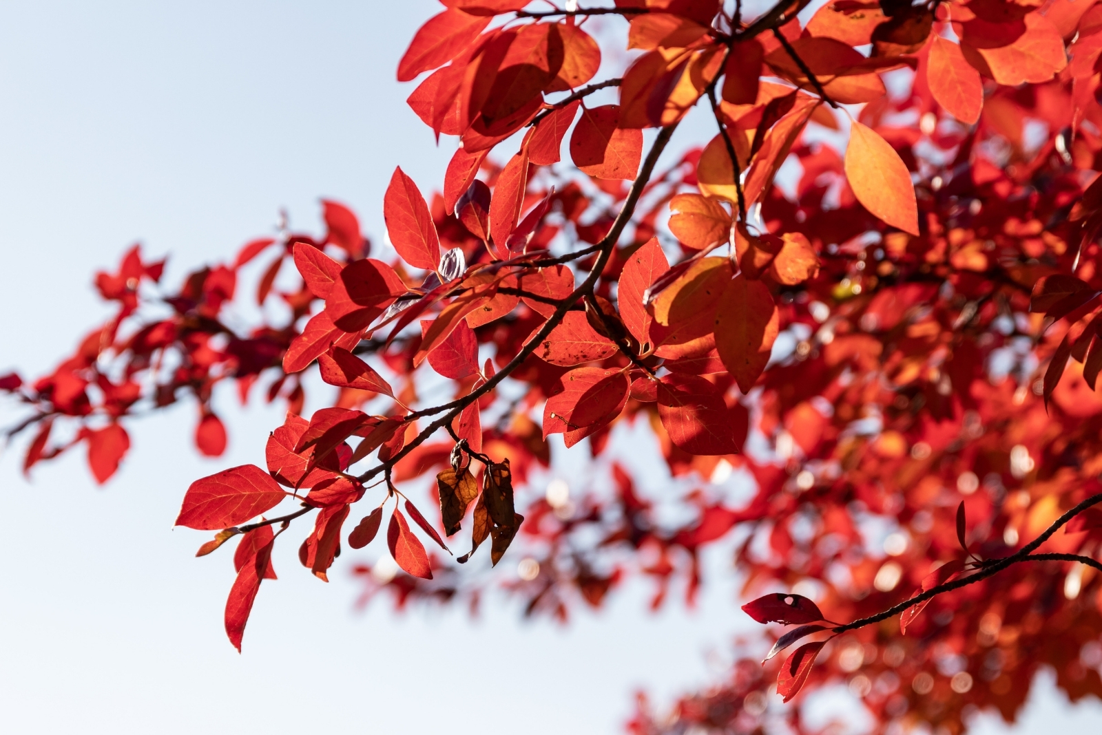 The Maryland Tree That Becomes A Pollinator Paradise Each Fall