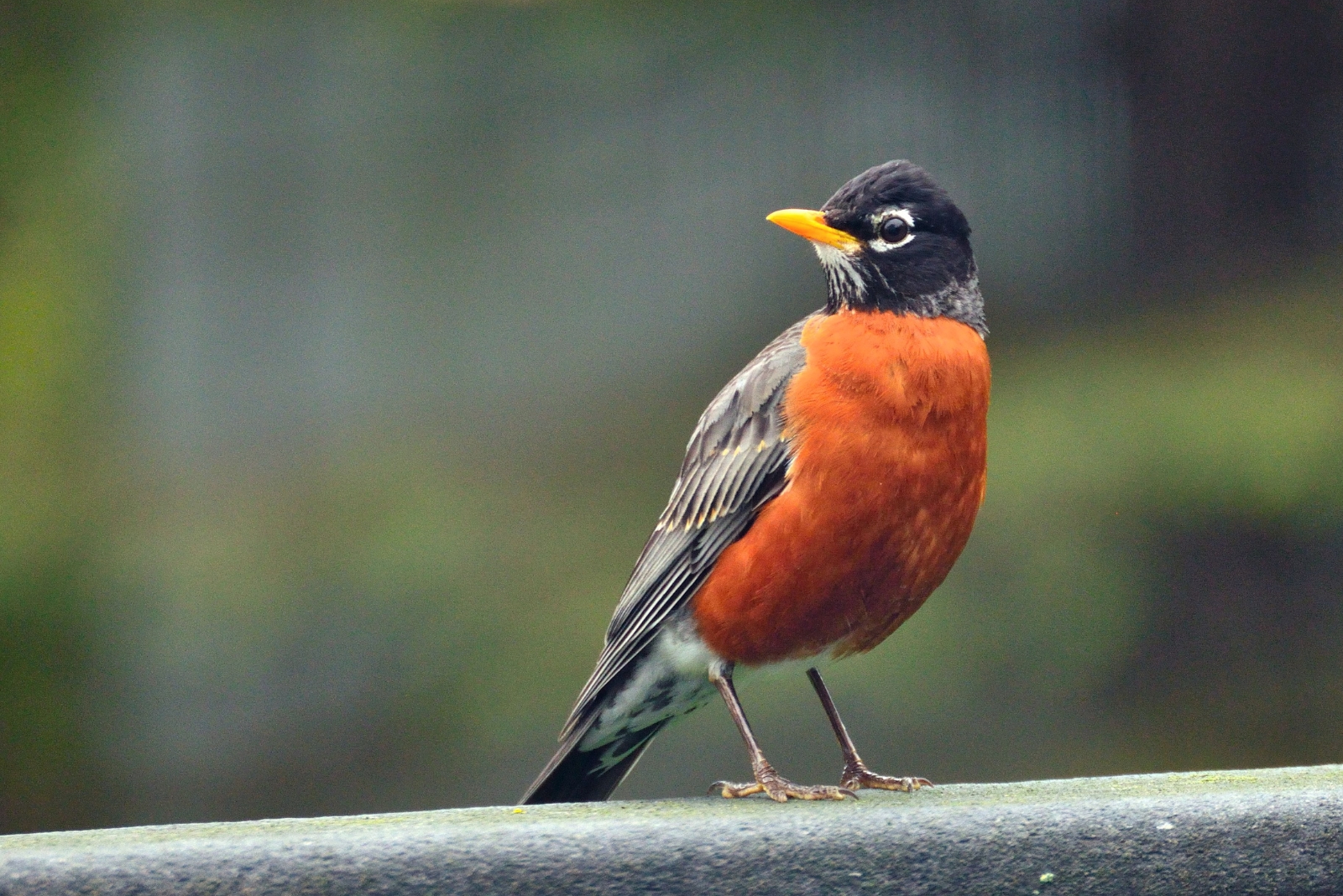 robin